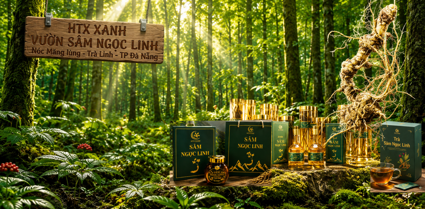 Vườn Sâm Trà Linh - Vùng Trồng Sâm Ngọc Linh Dưới Tán Rừng Tự Nhiên 1.700m