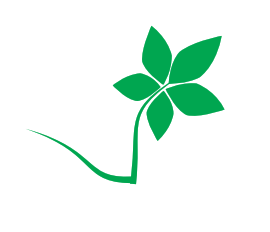 Trà Sâm Ngọc Linh