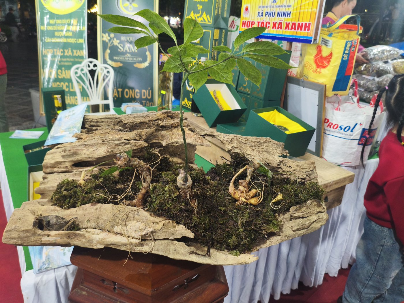 Sâm Ngọc Linh hàng loại 1